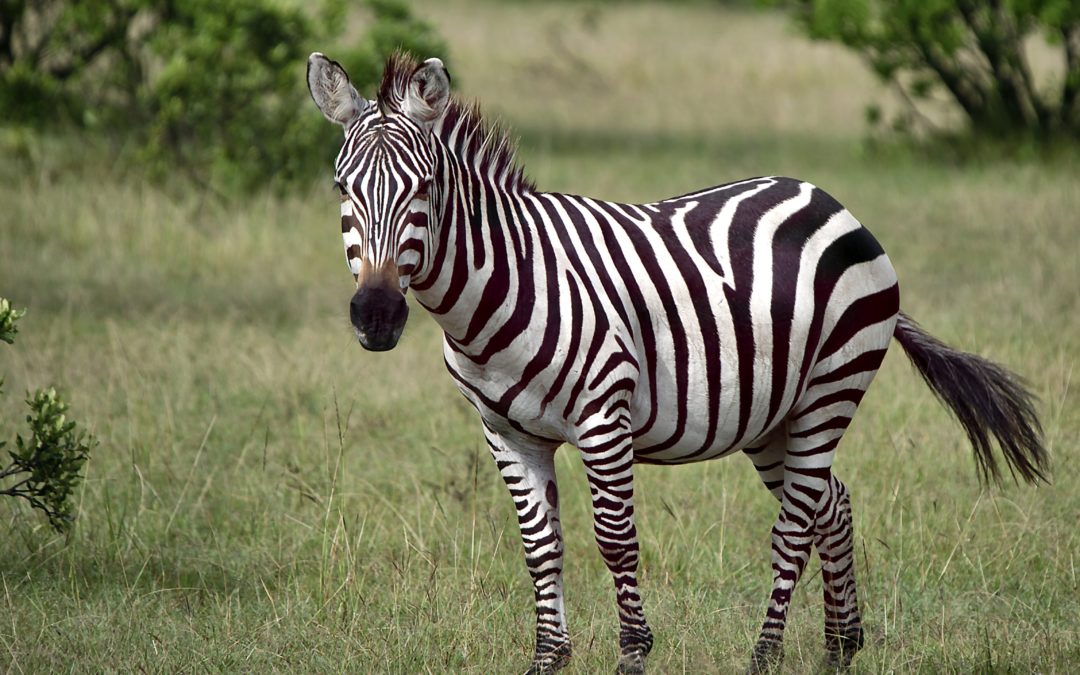 A zebra é preta ou branca?